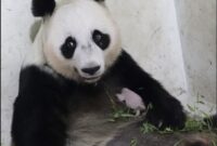 1767740747487-bayi-panda-satrio-lahir-pada-27-novemebr-2025-1765181274510_43