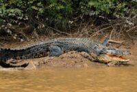 1767956899336-ilustrasi-buaya-1760328394650_169