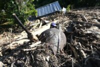 1767956900116-gajah-mati-akibat-banjir-di-aceh-1764396106224_169