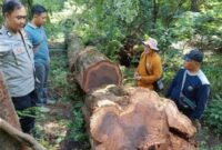 1768108087820-tngc-ungkap-aksi-pembalakan-liar-1767974388819_169