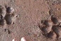 1768237821884-jejak-diduga-macan-yang-muncul-lagi-di-proyek-pembangunan-pondok-pesantren-ponpes-panggul-kulon-candirejo-semanu-gunungkidul-s-1768199650947_169