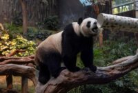 1769144877716-gemasnya-panda-raksasa-tampil-perdana-di-ocean-park-hong-kong-3_169