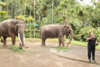 1769145008552-gajah-di-mason-elephant-park-kecamatan-tegallalang-kabupaten-gianyar-rabu-2112026-aryo-mahendrodetikbali-1768996174748_169