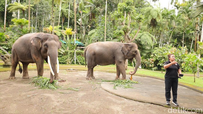 1769145008552-gajah-di-mason-elephant-park-kecamatan-tegallalang-kabupaten-gianyar-rabu-2112026-aryo-mahendrodetikbali-1768996174748_169