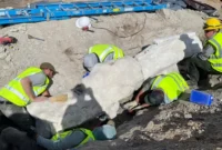 1769145011070-fosil-dinosaurus-1768889352074_169