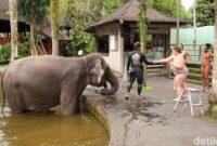 1769145011962-gajah-di-mason-elephant-park-kecamatan-tegallalang-kabupaten-gianyar-rabu-2112026-aryo-mahendrodetikbali-1768996174830_169