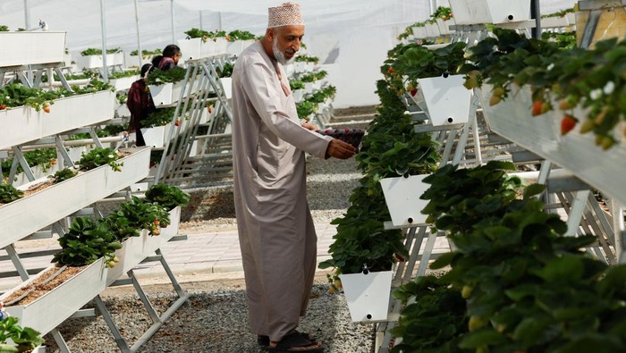 1769188079315-oman-palestiniansfarm-1769140554728_169