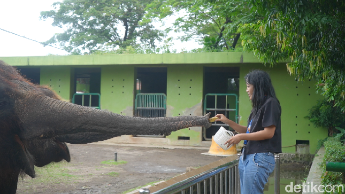1769404046173-pengunjung-memberi-makan-gajah-di-kbs-1769246762474_169