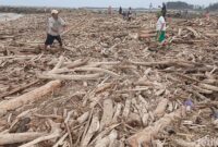 1769404182109-kayu-hutan-memenuhi-pantai-larangan-pascabanjir-bandang-di-guci-1769348327042_169