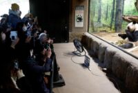 1769404195929-perpisahan-penuh-haru-panda-terakhir-jepang-segera-pulang-ke-china-1765965205310_169