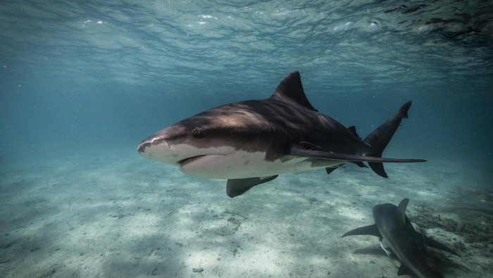 1769425705385-hiu-banteng_169