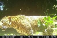 1769512160963-macan-tutul-jawa-yang-terekam-pincang-di-hutan-pegunungan-sanggabuana-1769395047130_169