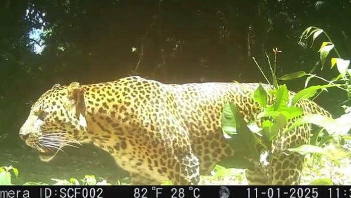 1769512160963-macan-tutul-jawa-yang-terekam-pincang-di-hutan-pegunungan-sanggabuana-1769395047130_169