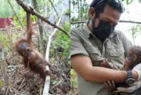 1769512161662-bayi-orang-utan-jack-dipangku-artis-ramon-y-tungka-di-pps-longsam-kampung-merasa-berau-1769420935204_169