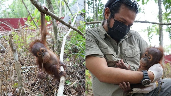 1769512161662-bayi-orang-utan-jack-dipangku-artis-ramon-y-tungka-di-pps-longsam-kampung-merasa-berau-1769420935204_169