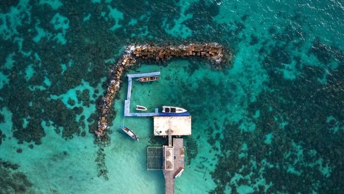 1769533667922-pelepasan-hiu-macan-di-phuket-1769493902431_169